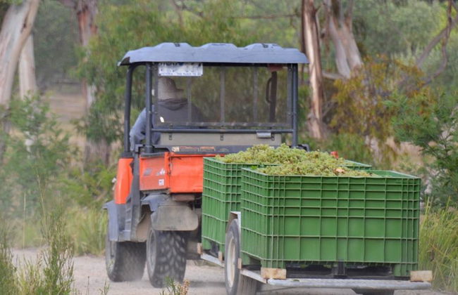 Yarra Valley and Dandenong Ranges Scenic Tour - Foto 1